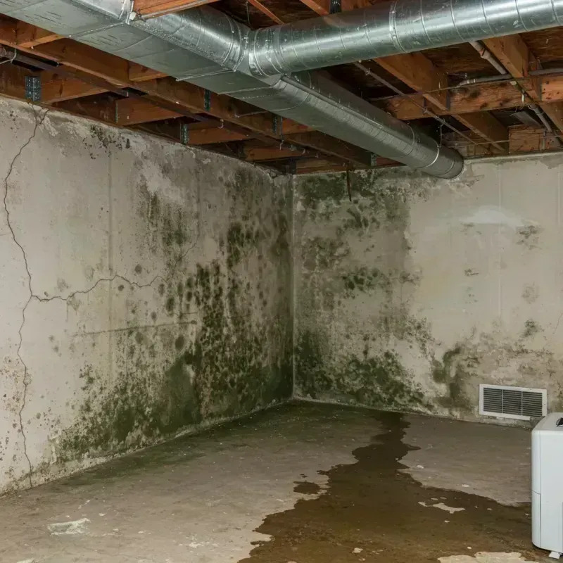 Professional Mold Removal in Cusseta, GA